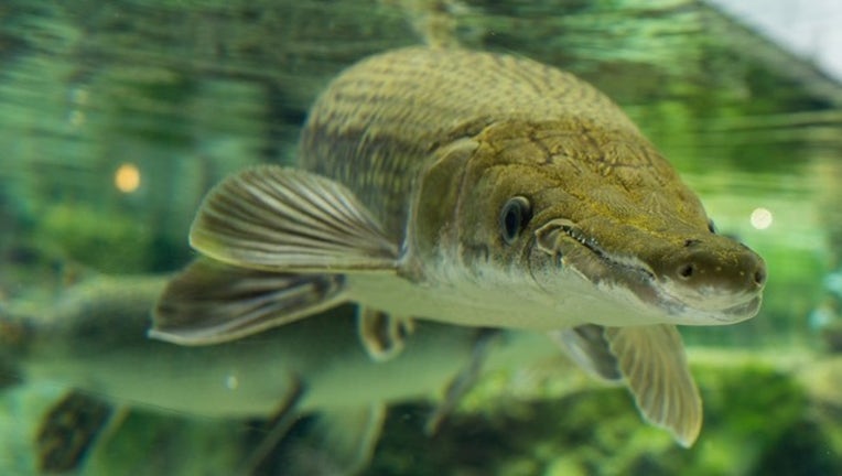 ead341bf-alligator-gar_1469792894781.jpg