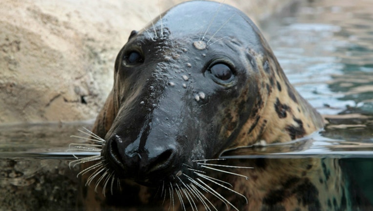 lincoln park zoo seals_1484172029352.jpg