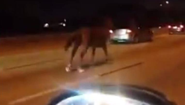 eb9b5a01-horse-highway_1467122917681.JPG