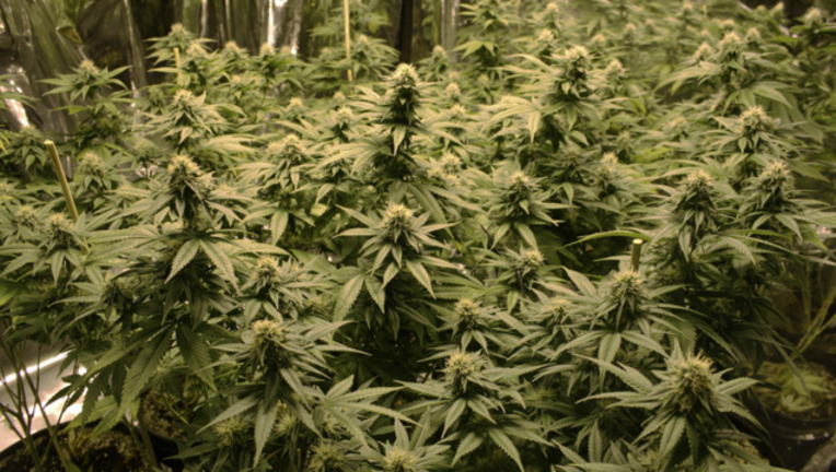 eeb01e51-marijuana-plants_1481226238220.png