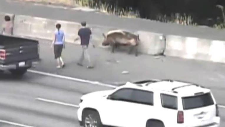 f26d5cbc-Pig on the Loose pic