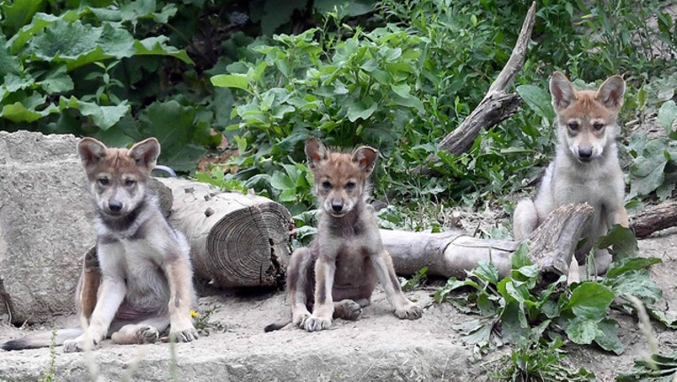 f5d41188-wolfpuppies-1_1467061911519.jpg