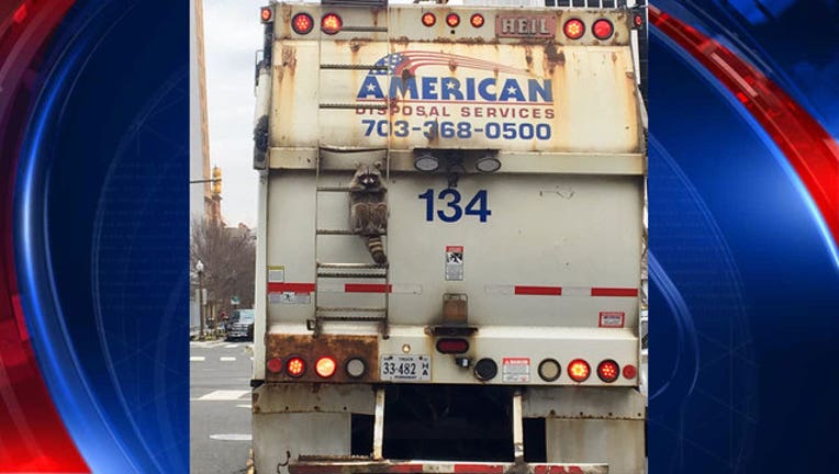 f7bac9bd-RaccoonTrashTruck2_1487388171579-401720.jpg