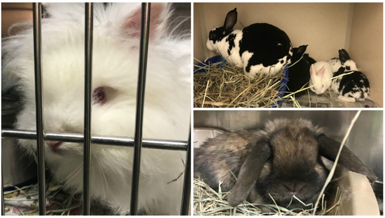 Sacramento SPCA has taken in 286 rabbits from one home