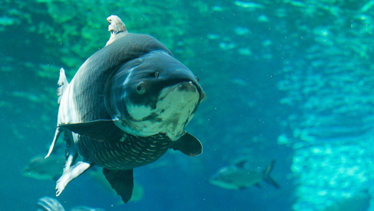 f9b0cdd1-siamese-carp_1461857653274.jpg