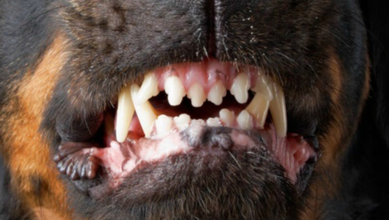 f9b0feb4-dog teeth_1462151948069.jpg