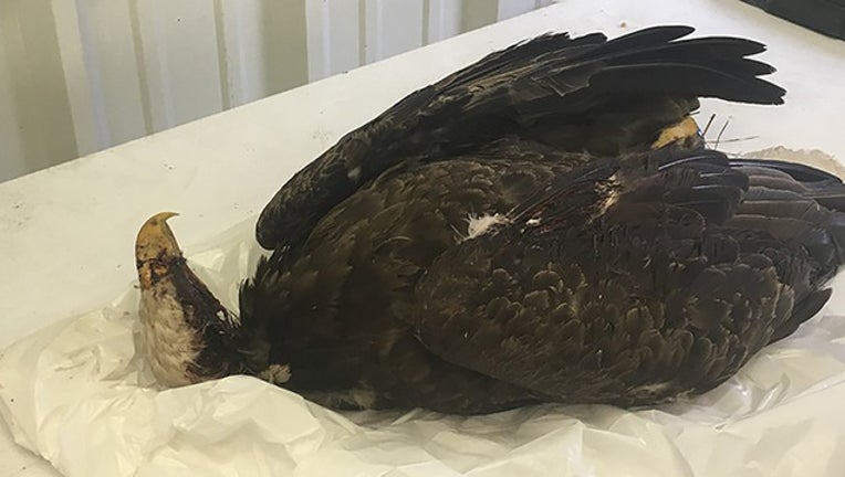 fa0772da-eagle_2.jpg__800x450_q85_crop_subsampling-2_1554574966851-401385.jpg