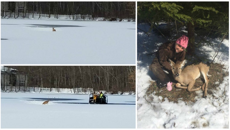 fa38b8c8-Photos of deer rescue courtesy Roxbury Township Police Department and Antler Ridge Wildlife Sanctuary