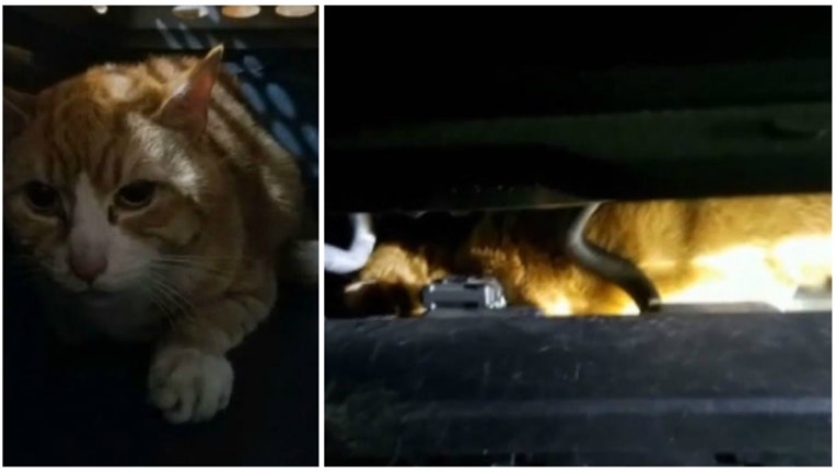 fb263d90-Gumbo the cat traveled 230 miles stuck in a car engine (photos courtesy Warren County SPCA)