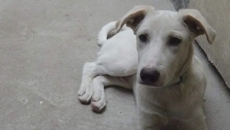 ff354e62-Army_dog_finds_home_in_Austin_0_20181103024521-407693