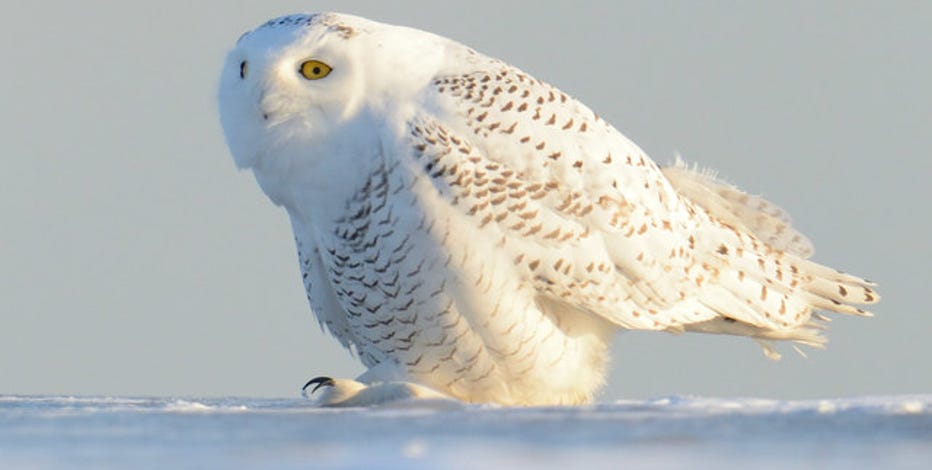 Linuschka Owls Snowflakes