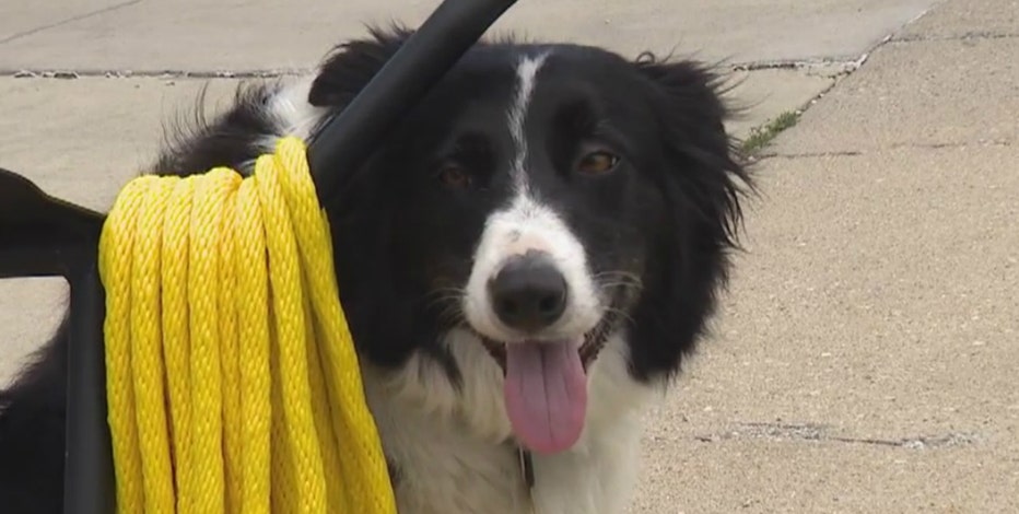 Chicago pet owners warned of heat dangers as temperatures rise