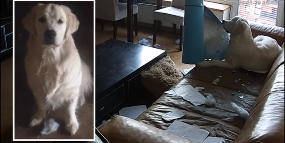 WATCH Golden Retriever destroys apartment while owner isn t home
