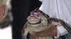 'Chance the Snapper' doing well in Florida after capture in Chicago in 2019