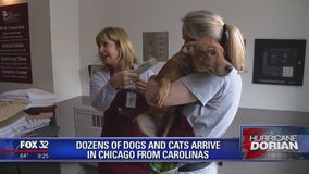 Dozens of dogs and cats arrive in Chicago from Carolinas