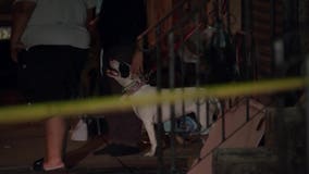 Police: 3 pit bulls thwart North Philadelphia home invasion, bite suspect