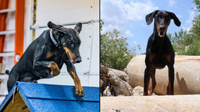 FEMA-certified Doberman sent to Florida to help rescue people trapped by Hurricane Dorian