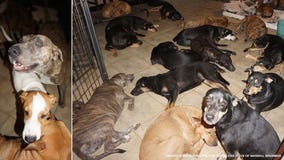 Hurricane Dorian: Woman in Bahamas houses nearly 100 dogs to protect them from storm