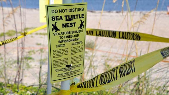 8,000 turtle nests washed out by Hurricane Dorian in Florida