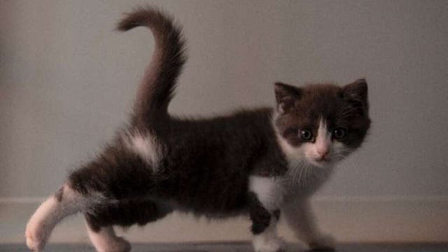 China creates first cloned kitten: 'Meets the emotional needs of young generations'