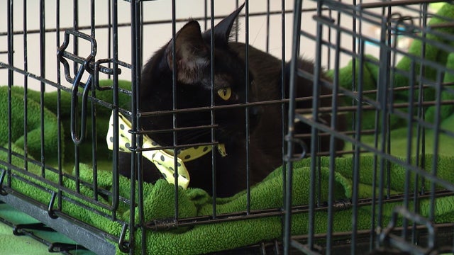 Sweet deal: Stan's Donuts offers free treats to cat adopters