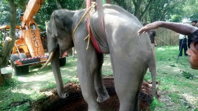 Incredible images show elephant getting rescued from a 20-foot well in India