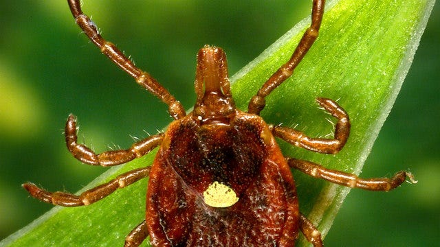 Heartland virus found in Illinois ticks, health officials warn