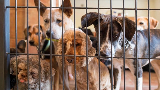 Boy gives puppy to animal shelter to protect him from dad's abuse