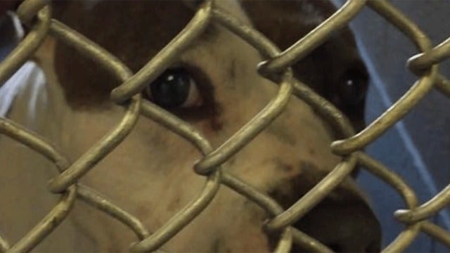 Abandoned dog left with note: 'I was spoiled, but my dad lost his job from COVID'