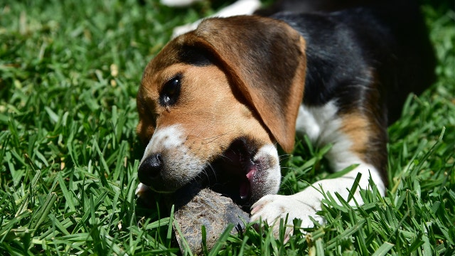 FDA urges consumers not to purchase or feed any pig ear treats to pets over salmonella concerns