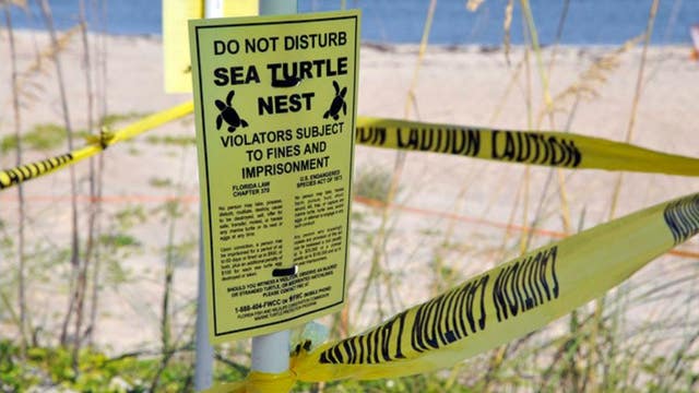8,000 turtle nests washed out by Hurricane Dorian in Florida