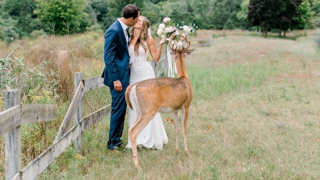 Deer photo-bombs wedding pictures, eats bride's bouquet