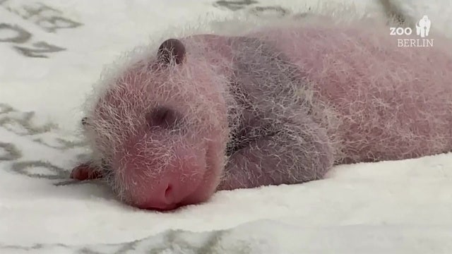 Germany's first-ever panda cub twins thriving at Berlin Zoo