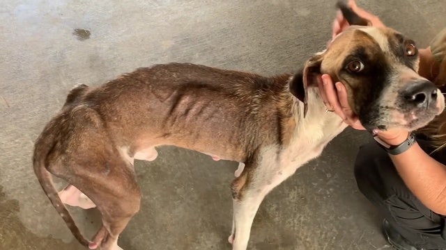 Florida deputies find 'extremely emaciated' dog, charge owner with animal cruelty