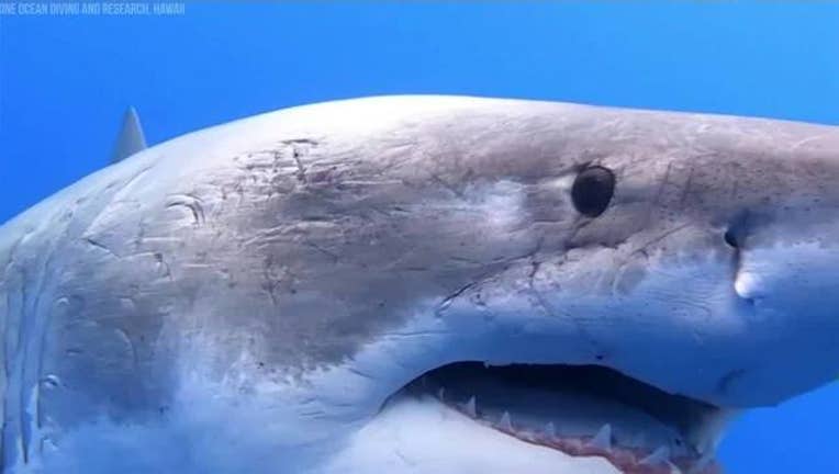 Face_to_face_with_huge_great_white_shark_3_20190118153734-401385
