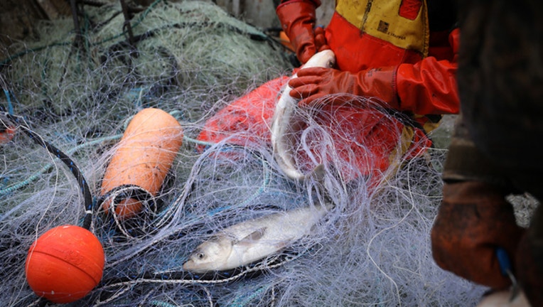 6f6b2c5c-GETTY-Asian-carp_1563547368341.jpg