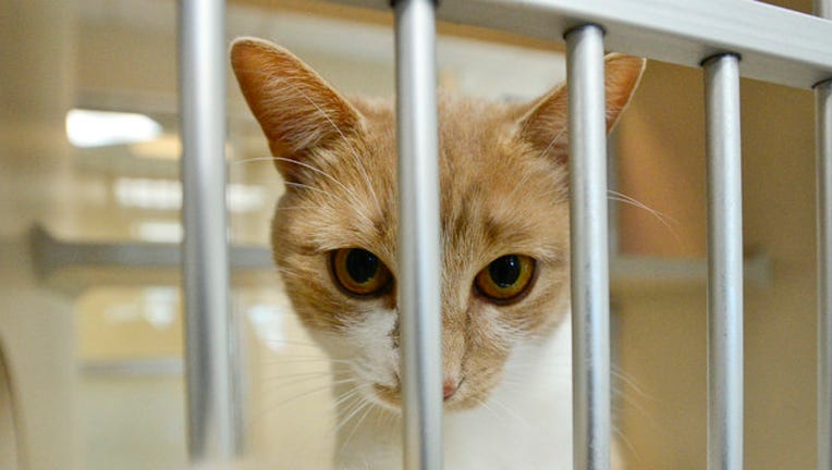 f6ebca2b-GETTY-shelter-cat_1564144002058.jpg