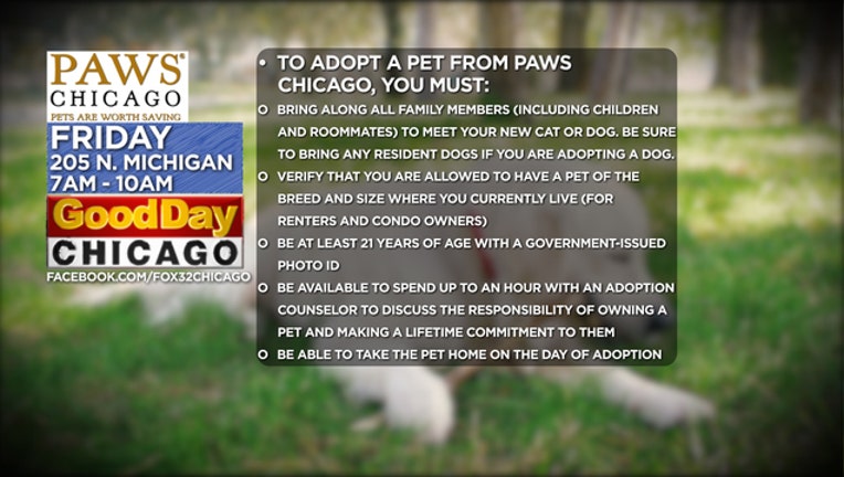 PAWS Adoption RULES_1566330794842.jpg.jpg