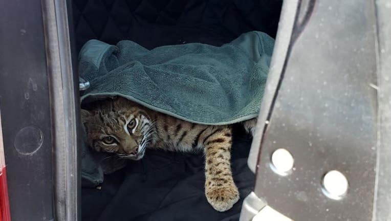 Colorado Parks and Wildlife spokesman Bill Vogrin says the woman spotted the injured adult male cat while driving, wrapped it in a blanket and put it in the back of her SUV on Sept. 18, 2019.