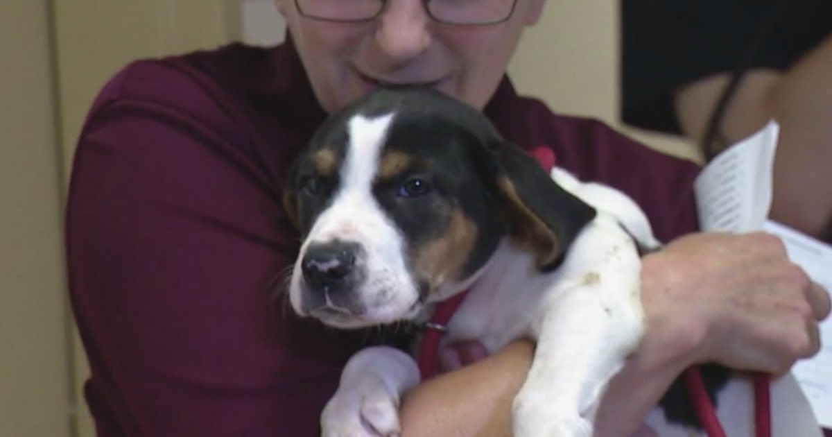 Dozens of dogs and cats arrive in Chicago from Carolinas | FOX 32 Chicago