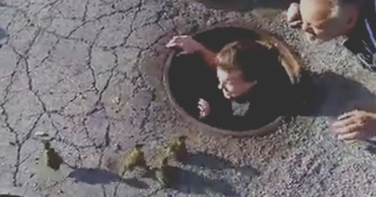 Suburban police officer and city workers rescue baby ducklings from ...