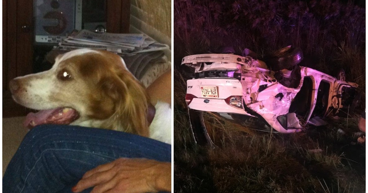 Service dog found dead after I-80/94 rollover crash in NW Indiana | FOX ...