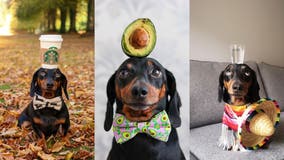 Dog becomes Instagram-famous for balancing objects on his head