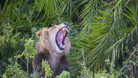 Enormous lion terrifies photographer with loud roar — then smiles at him