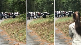 Tourists filmed getting dangerously close to a black bear in Tennessee