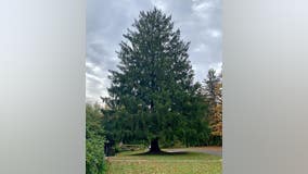 The Rockefeller Center Christmas Tree has been selected