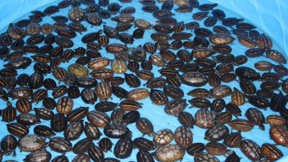 Two suspects charged in largest seizure of turtles in recent history, FWC says