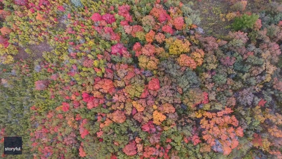 Stunning fall foliage in northern Utah captured in drone footage