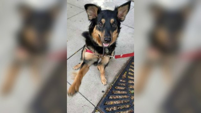 Restaurant offers $1,000 reward for dog that was stolen while owner was inside