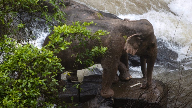 More dead wild elephants discovered at Thai waterfall; toll at 11
